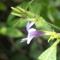 Barleria involucrata Nees